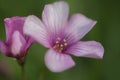 Close-up of Pink Sorrel flower in the grass