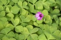 Pink sorrel flower and green leaves in nature.