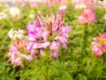 Close up of pink spider flowers