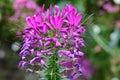 Spiderflower cleome hassleriana Royalty Free Stock Photo