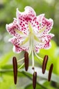 Close up pink spotted lily Royalty Free Stock Photo