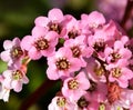 Close up of pink springflower