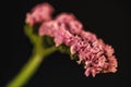 close up of pink statice flower (limonium), Royalty Free Stock Photo