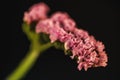 close up of pink statice flower (limonium),