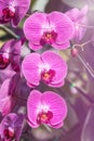 Close up pink striped orchid phalaenopsis bouquet in greenhouse Royalty Free Stock Photo