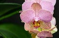 Close-up of pink striped wit points orchid flower Phalaenopsis `Demi Deroose` known as Moth Orchid on black background. Royalty Free Stock Photo
