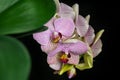 Close-up of pink striped wit points orchid flower Phalaenopsis `Demi Deroose` known as Moth Orchid on black background Royalty Free Stock Photo