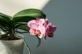 Close-up of pink striped wit points orchid flower Phalaenopsis `Demi Deroose` known as Moth Orchid on bright gray background Royalty Free Stock Photo