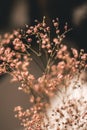 Close-up of pink summer flowers with a black background illuminated by summer sunset light Royalty Free Stock Photo