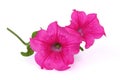 Close-up of pink surfinia flowers in summer