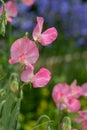 Sweet pea lathyrus odoratus flowers Royalty Free Stock Photo