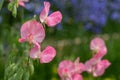 Sweet pea lathyrus odoratus flowers Royalty Free Stock Photo