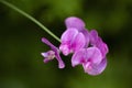 Close up of pink sweet pea (lathyrus odoratus) flowers in summer garden Royalty Free Stock Photo