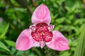 Close up of a pink tiger iris