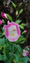 Close up pink torenia flower