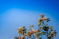 Close up pink trumpet (Tabebuia rosea) flowers on tree with blue sky background. Tabebuia rosea is a Pink Flower tree that common Royalty Free Stock Photo