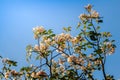 Close up pink trumpet (Tabebuia rosea) flowers on tree with blue sky background. Tabebuia rosea is a Pink Flower tree that common Royalty Free Stock Photo