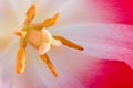 Close-up of a pink tulip Royalty Free Stock Photo