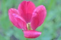 Close-up of a pink tulip against green background on a sunny spring day