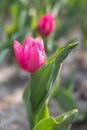 Close-up of a pink tulip blooming in spring, photographed in Shanghai, China Royalty Free Stock Photo