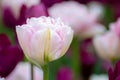 Close-up of a pink tulip bud bloomed in spring. blooming pink tulips in the garden Royalty Free Stock Photo