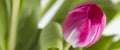 Close up of a pink tulip flower