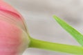 Close-up of pink tulip flower with stem against grey background Royalty Free Stock Photo