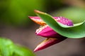 A close-up of a pink tulip, its petals glistening with raindrops