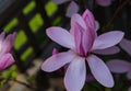 Pink tulip magnolia flower, Magnolia liliflora. Bright blossoming pink flower of Magnolia campbellii shrub in garden