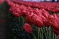 Close up pink tulip in tulip fields. Scagit Valley tulip festival.