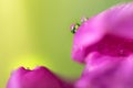 Close up of pink tulip with water drops Royalty Free Stock Photo