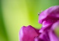 Close up of pink tulip with water drops Royalty Free Stock Photo