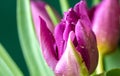 Close up of pink tulip with water drops Royalty Free Stock Photo