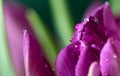 Close up of pink tulip with water drops Royalty Free Stock Photo