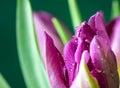 Close up of pink tulip with water drops Royalty Free Stock Photo