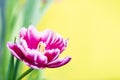 Close-up of a pink tulip with white edging on a yellow background with place for text. Cute tulips, spring flowers Royalty Free Stock Photo