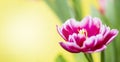 Close-up of a pink tulip with white edging on a yellow background with place for text. Cute tulips, spring flowers Royalty Free Stock Photo