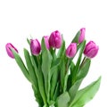 Close-up pink tulips Royalty Free Stock Photo