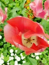 Close up of pink tulips blooming during the spring season Royalty Free Stock Photo