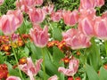 Close up of pink tulips blooming during the spring season Royalty Free Stock Photo