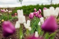 Close up of pink tulips growing in spring garden. Negrita and Candy club variety. Flowers blooming outdoors in may