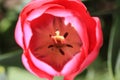 Close up of a pink tulips with brown stamens Royalty Free Stock Photo