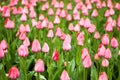 Close-up of pink tulips in a field of pink tulips
