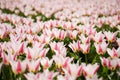 Close up of the pink tulips field, the Netherlands Royalty Free Stock Photo