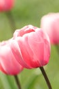 Close-up of pink tulips in a field of pink tulips