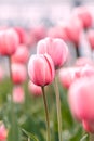 Close-up of pink tulips in a field of pink tulips