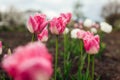 Close up of pink tulips growing in spring garden. Fancy frills variety. Flowers blooming outdoors in may Royalty Free Stock Photo