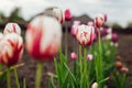 Close up of pink tulips growing in spring garden. Happy generation variety. Flowers blooming outdoors in may Royalty Free Stock Photo