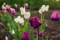 Close up of pink tulips growing in spring garden. Negrita and Candy club variety. Flowers blooming outdoors in may