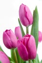 Close-up pink tulips isolated